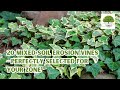 20 Mixed Soil Erosion Vines - Perfectly Selected For Your Zone - TN Nursery