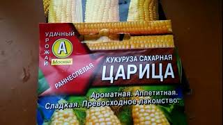 Как вырастить кукурузу на своём участке