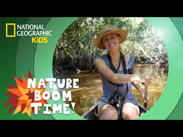Florida Everglades | Nature Boom Time