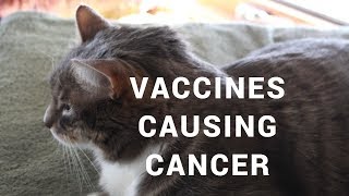 Vaccines Causing Cancer In Cats