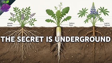 Herstel dode grond met deze 10 planten - geen chemicaliën nodig