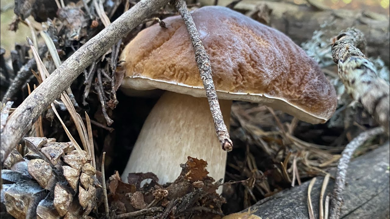 Boletus Edulis y Pinophilus. Brote brutal