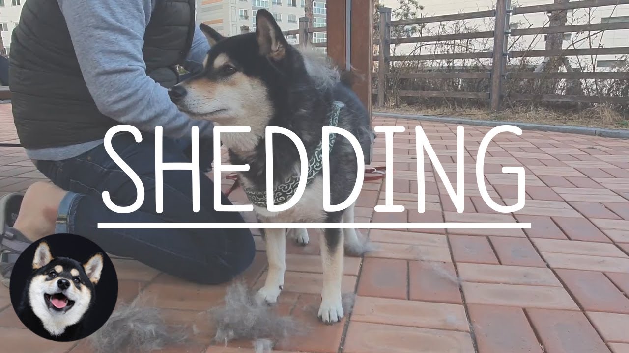 Shiba Inu Shedding Day Do Shiba Inu Shed