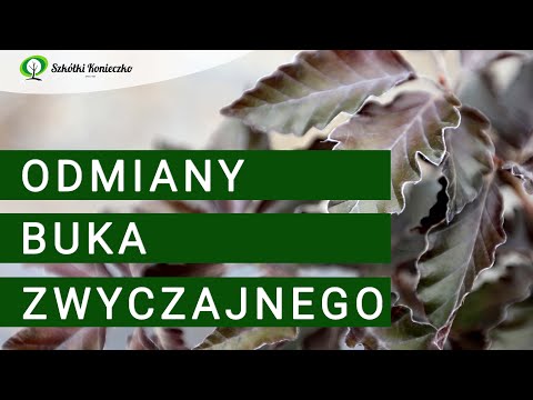 Wideo: Buk Orientalny (12 Zdjęć): Opis Buka Kaukaskiego, Cechy Uprawy I Zakres