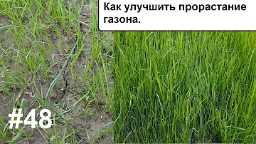 Как улучшить плотность и скорость прорастания газона. Газон своими руками.