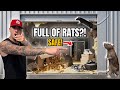I Bought a Storage Unit INFESTED With Rats and a Hidden SAFE!!