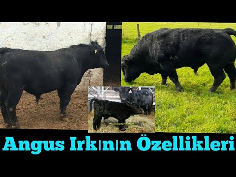 Aberdeen Angus Irkının Özellikleri (Kulaklıkla Dinleyiniz) #Angus #besicilik #hayvancılık