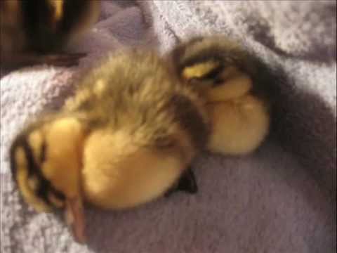My Beautiful Mallard Ducklings :]