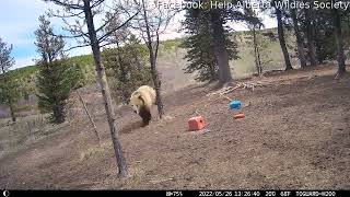 Grizzly Bear Chasing Alberta Wild Horses