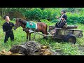 Dwarf Family Uses Horse-Wagon to Harvest Bananas and Discovers a Hedgehog Trapped
