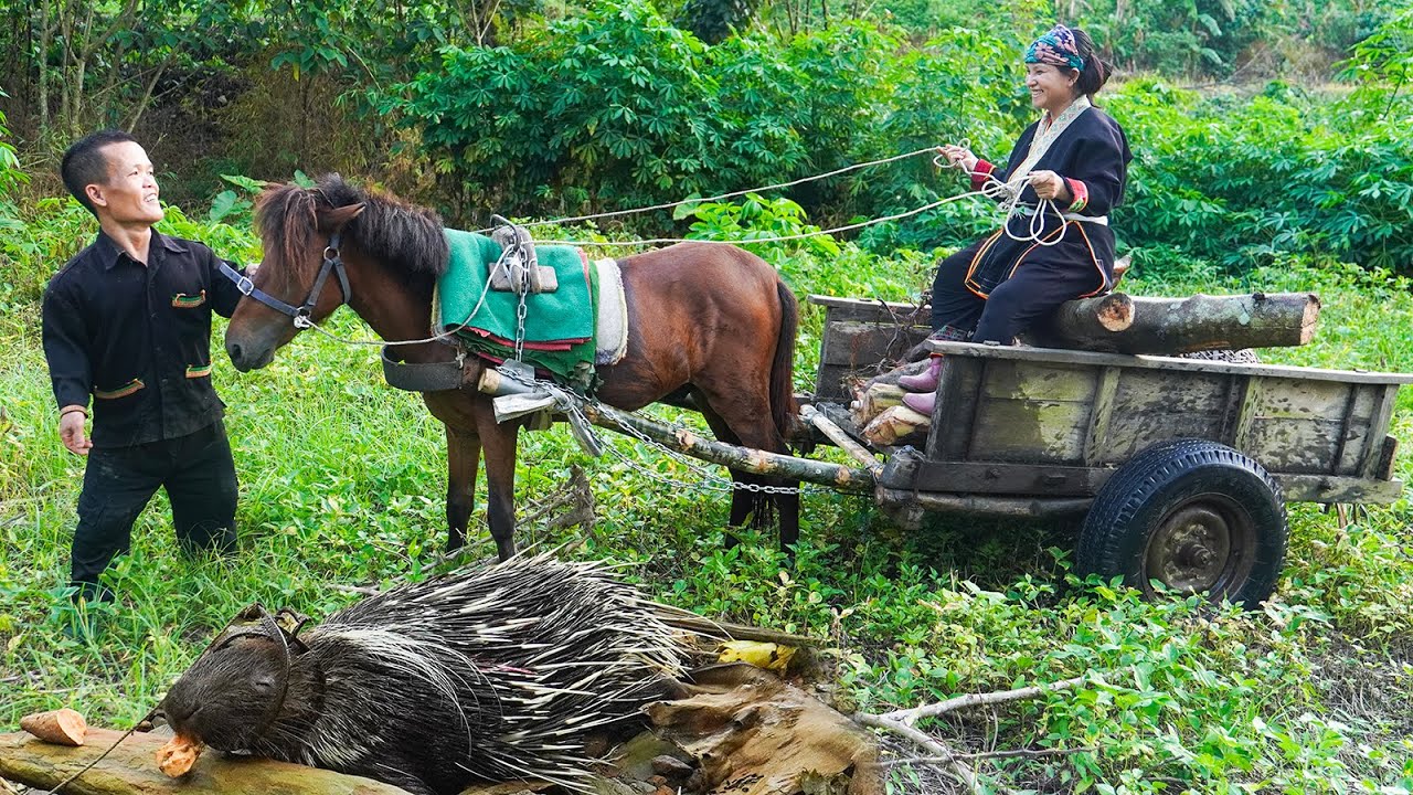 Dwarf Family Uses Horse-Wagon to Harvest Bananas and Discovers a Hedgehog Trapped