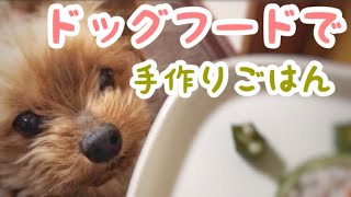 愛犬ヨーキーに手作りご飯!ドッグフードを簡単アレンジしただけ！