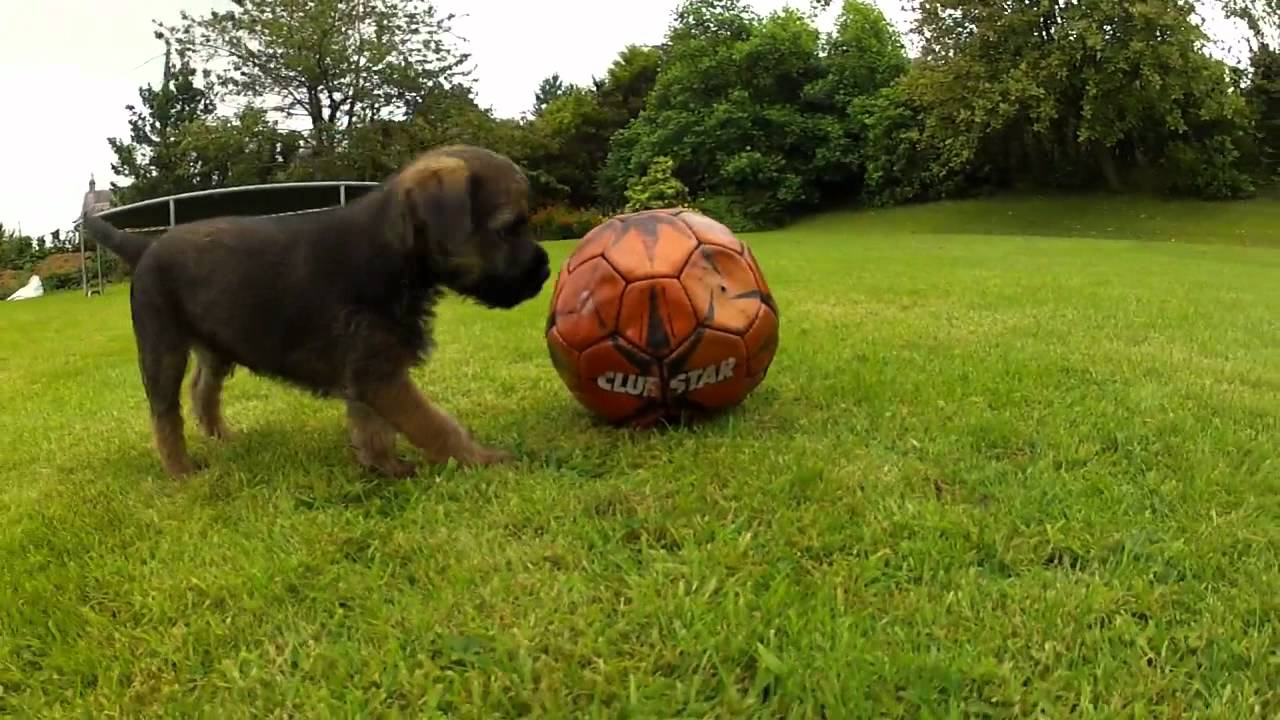 Ted the Border Terrier puppy!