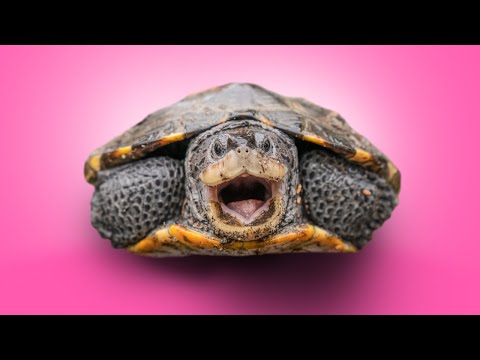 Saving the Diamondback Terrapin! Turtle Conservation as a Family.