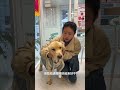 Sanmao comes to the hospital again, stray dog ​​golden retriever