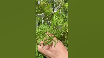 Lá đinh lăng chữa mất ngủ?