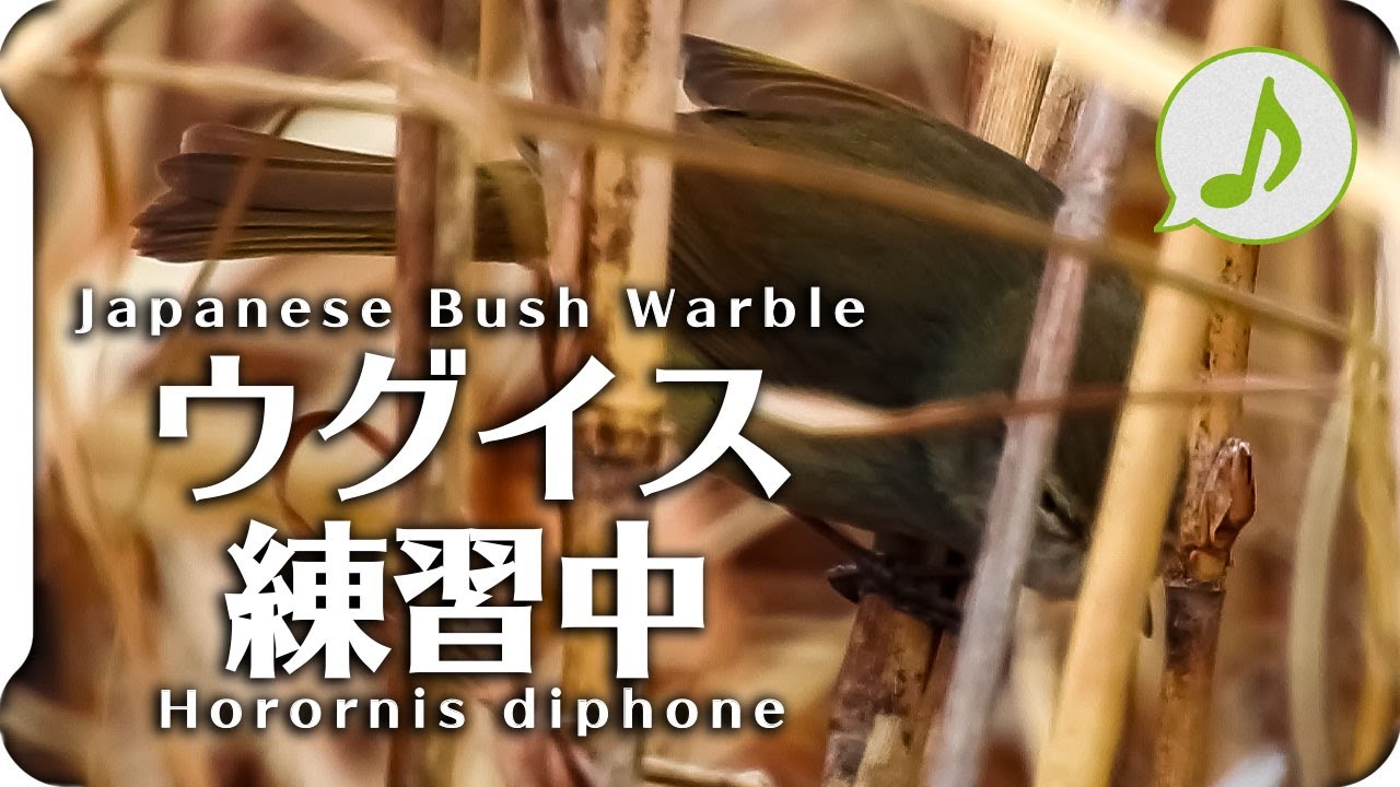 ウグイスの鳴き声01下手な練習中 さえずりと谷渡り 野鳥の鳴き声図鑑 身近な生き物語japanese Bush Warbler Horornis Diphone Bird Chirping Youtube