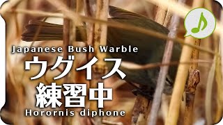 ウグイスの鳴き声01下手な練習中（さえずりと谷渡り）【野鳥の鳴き声図鑑】身近な生き物語Japanese Bush Warbler / Horornis diphone【Bird chirping