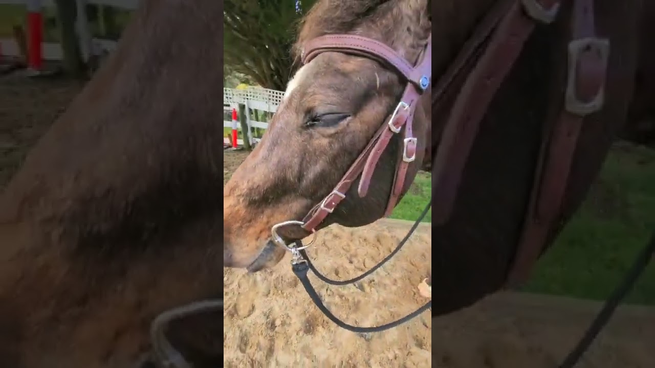 DP Majestro Saddle and Baroque Deluxe bridle