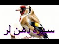 Persian Goldfinch Song سهره دهن لر با كيفيت عالي 
