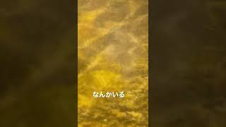 なんかいる、、#shorts #浜名湖 #奥浜名湖