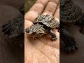 This Turtle Blend-In Is Unreal 😳🐢#turtle#wildlifephotography#oceanlife#naturedocumentary