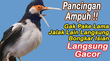 PANCINGAN AMPUH !! Gak Pake Lama Suren Lain Langsung Bongkar Isian
