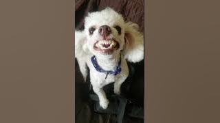 Toy poodle barking