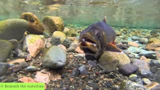British Freshwater Fish (40 Species Underwater)