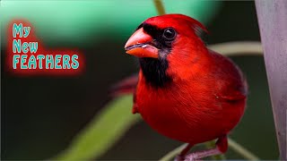 Molting Cardinal Shows New Look in Slow Motion 4K S&amp;Q Mode Sony A1