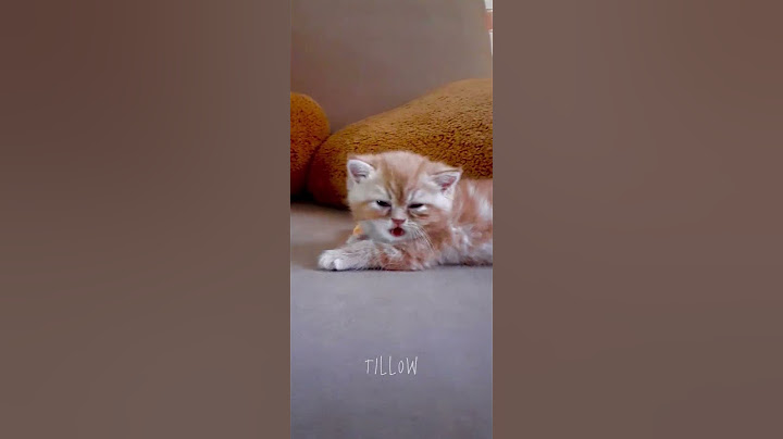 „Pachnę jak niebo, bo mama nauczyła mnie lizać!” 🐱💖 #kot #filmyzkotami #słodkie