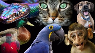 Live With Snake In Your House For Wealth & Long Life? Pets You Shouldn't Keep At Home - Weird Man