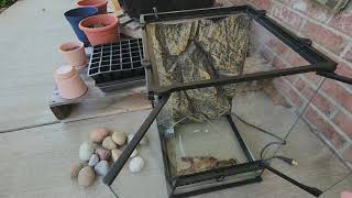 Raising Tadpoles Super Simple Setup