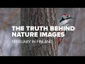 BIRD PHOTOGRAPHY | Endangered species | White-backed woodpecker