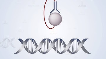 QuantiNova in action — see dazzling specificity in the qPCR space!