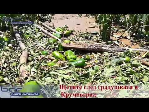 Щетите след градушката