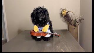 When A Yorkie Poo Has Singing Talent And Guitar Skills #dog #animals #pets