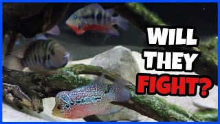 Putting My Flowerhorn With Other Fish?