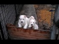 Central Asian Shepherd Dog puppies