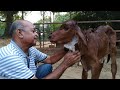 INDIAN GIR COW’S NEW BORN AFTER 3 DAYS & BELL FOR NEW BORN GIR COW CALF गीर गाय ગીર ગાય