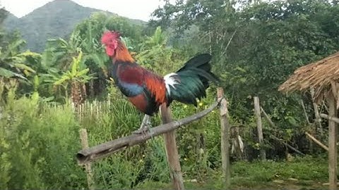 xaim qaib qus pom 3 quas zoo