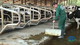 Sanitizing and litter conditioner for calves: Litazix Calves