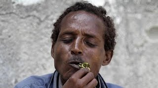 A la découverte du khat, la petite plante qui dope l'économie à Djibouti Resimi