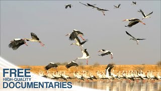 The Secret of Migrating Birds