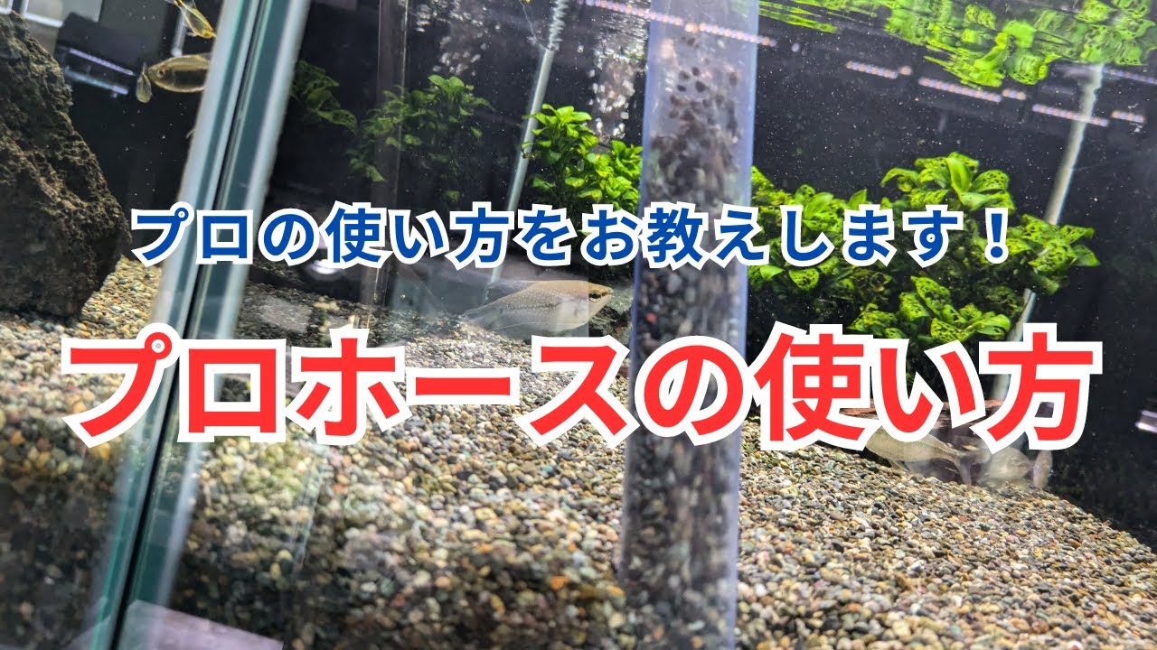 【プロの使い方】水作プロホースで底床を掃除する方法 水草水槽の場合もご紹介！
