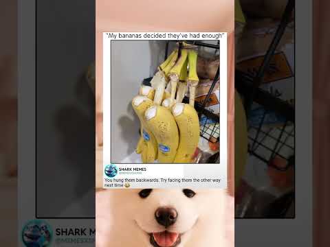 Bananas Quit As A Team