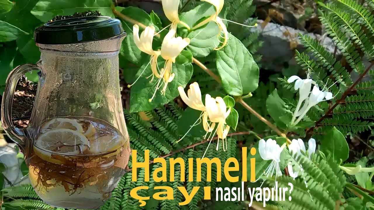 HANIMELİ ÇAYI NASIL YAPILIR? FAYDALARI NELERDİR? HOW TO MAKE HONEYSUCKLE TEA? WHAT ARE THE BENEFITS?
