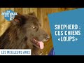 Shepherd  ces chiens qui ressemblent  des loups  les animaux de la 8