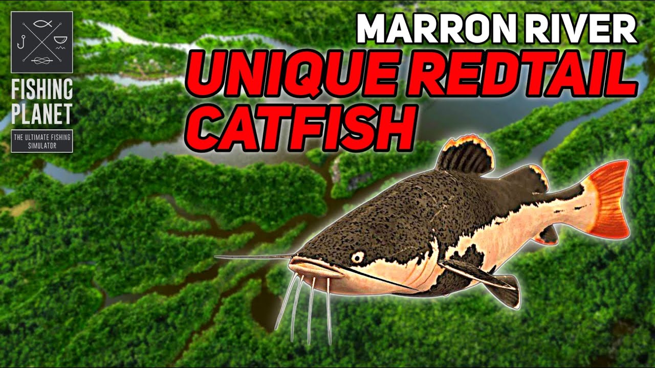 Unique Redtail Catfish Marron River - Fishing Planet