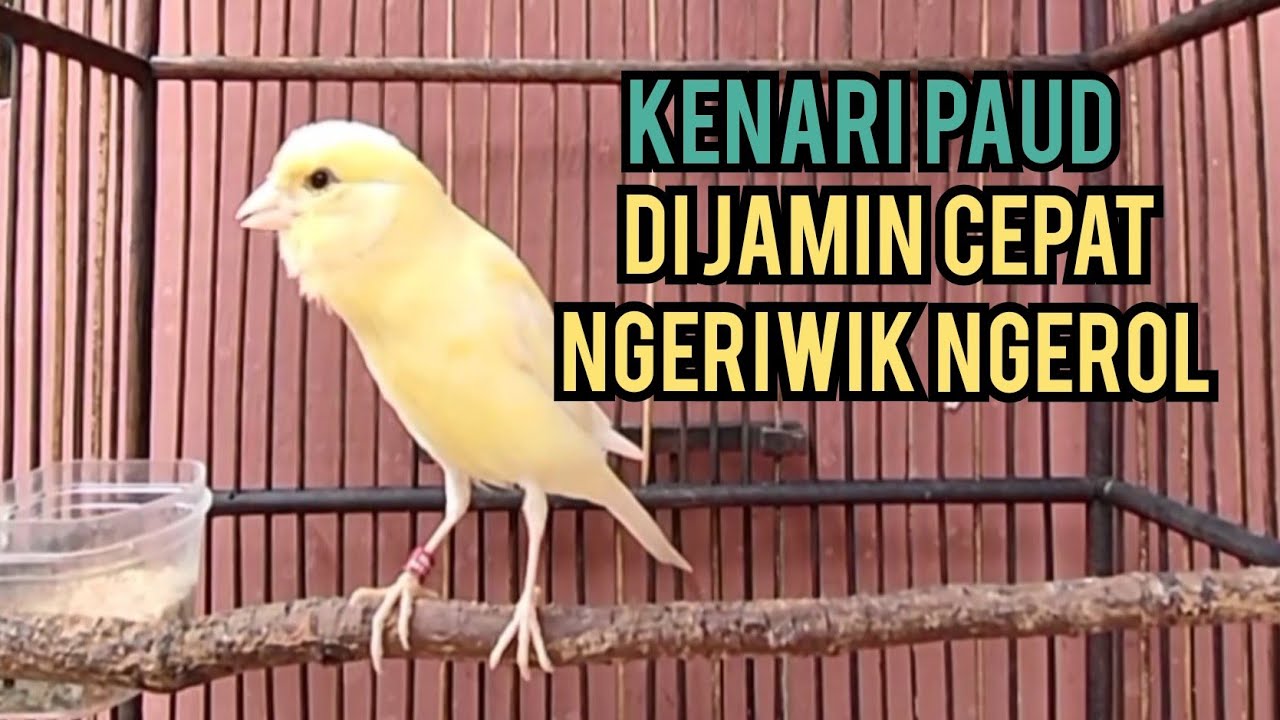 Kenari paud belajar bunyi ngeriwik, cuitan kenari paud AMPUH untuk pancingan kenari paud cepat bunyi